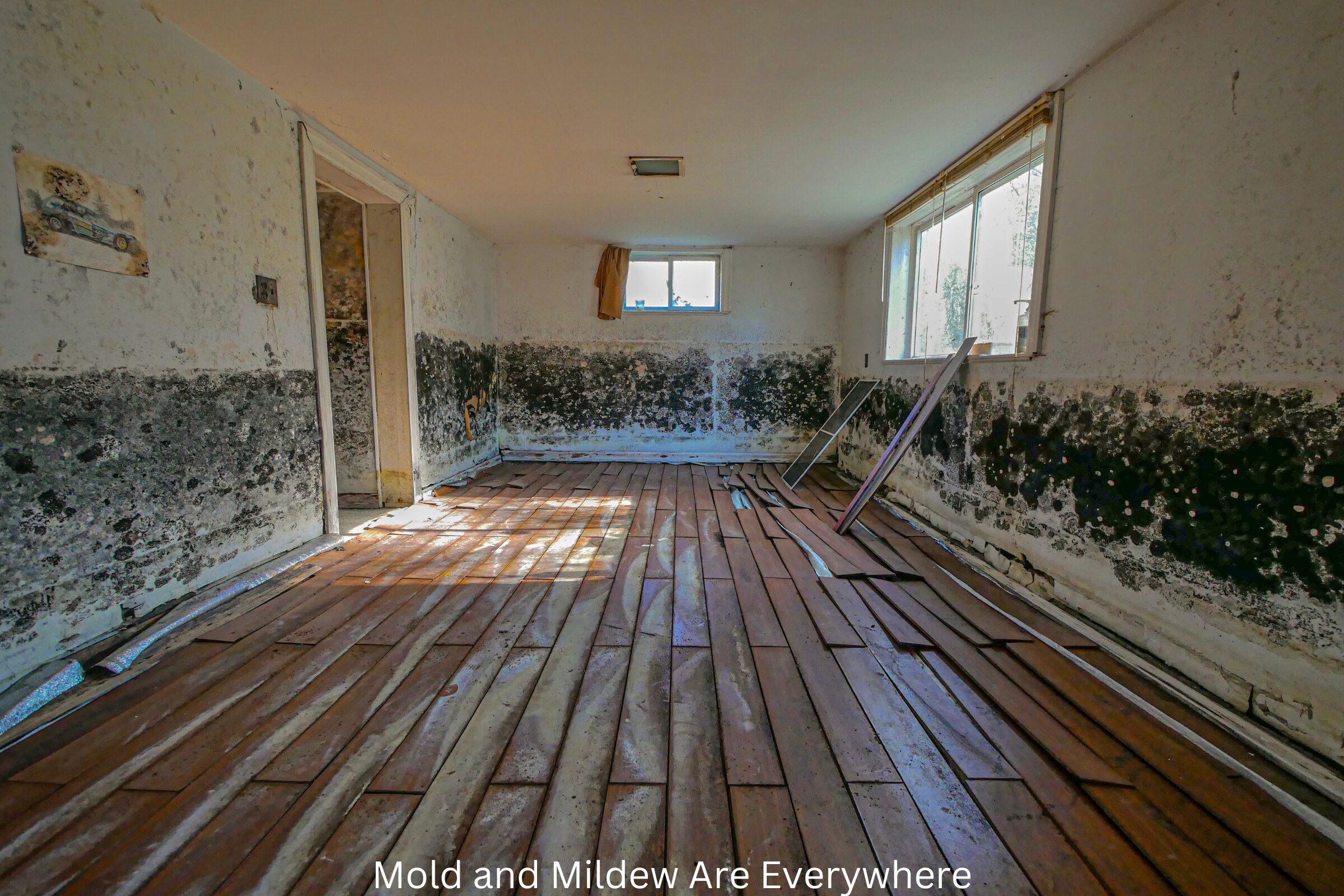 Mold and Mildew in room